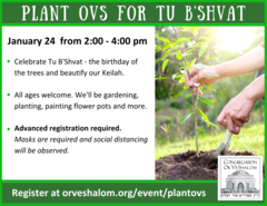 Banner Image for Plant OVS for Tu B'shvat